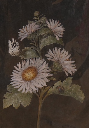 After Barbara Regina Dietzch (German, 1706-1783) bodycolour, Still life of flowers, 28 x 20cm, mounted, unframed. Condition - good